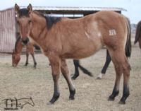 Twice As Drifty's 2020 Dun Roan Filly